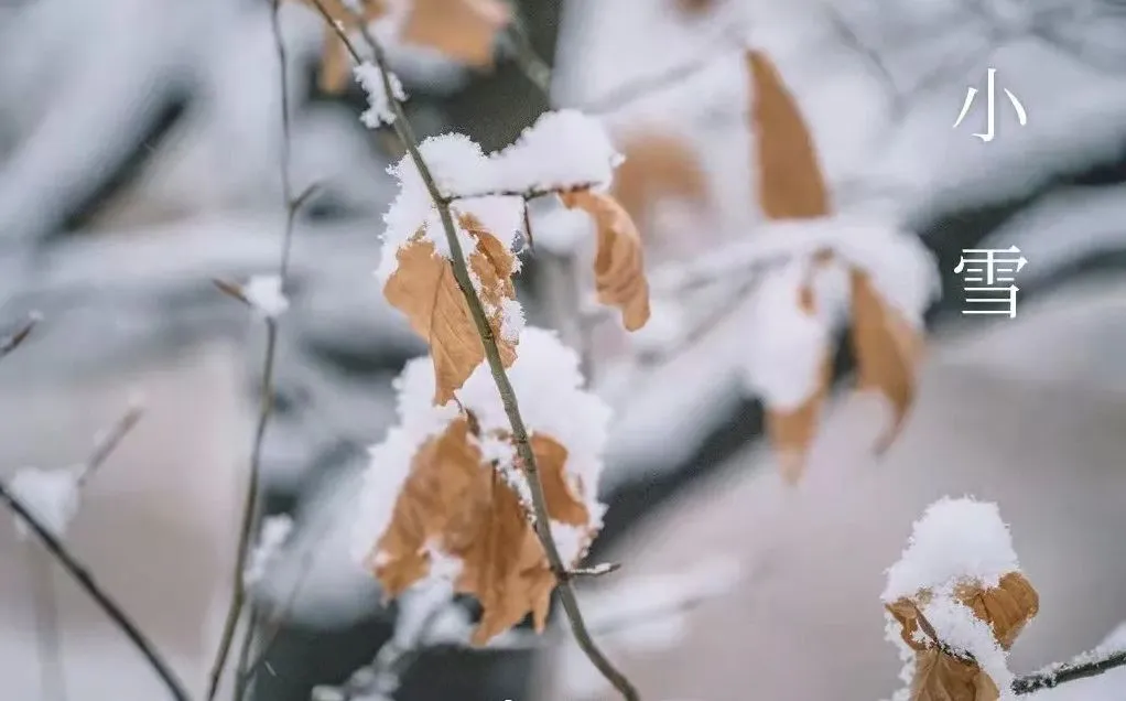 Neve minore – Cosa sapere